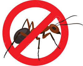 BIOPLAGA FUMIGACIONES EN LA CDMX